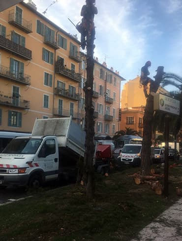 Démontage d'un arbre en milieu urbain, quartier de l'Acropolis à Nice