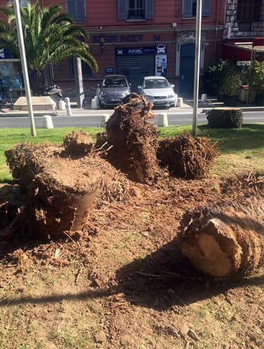Dessouchage par carottage après abattage, quartier de l'Acropolis à Nice