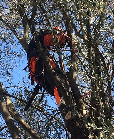 Élagueur ADE Services au harnais dans un houppier de la Côte d'Azur