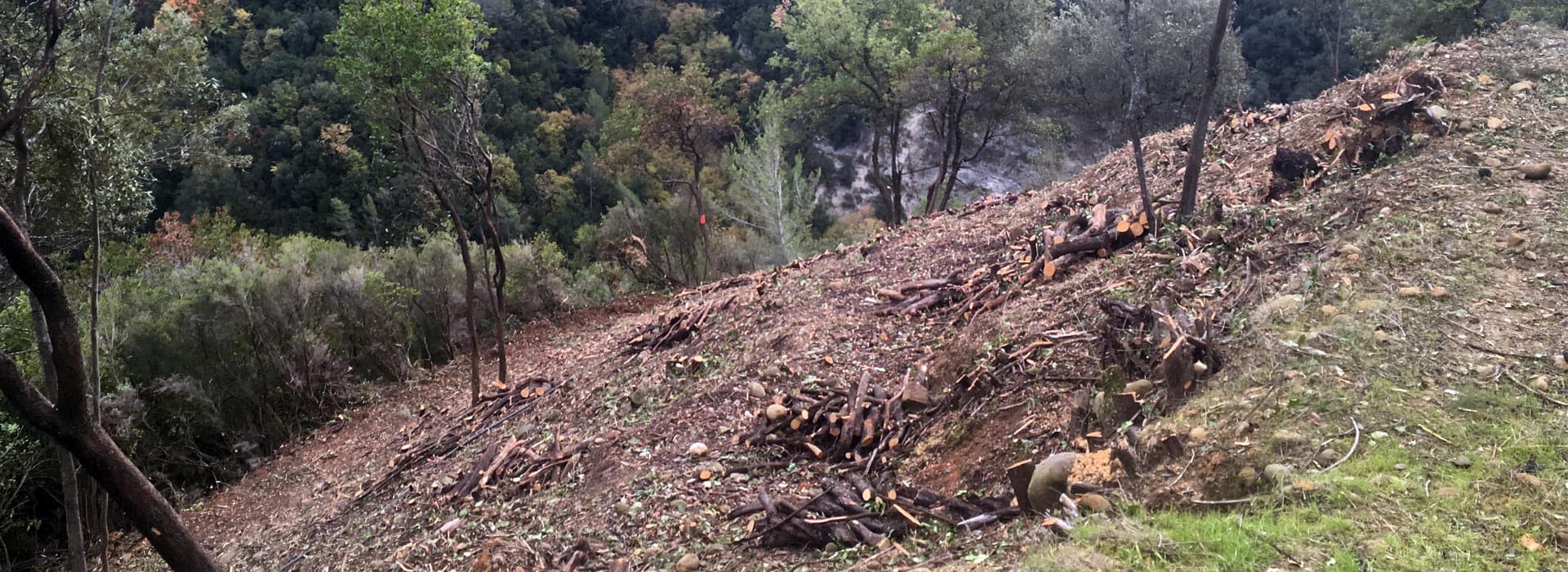 Versant boisé débroussaillé en forte pente, bois coupés laissés au sol