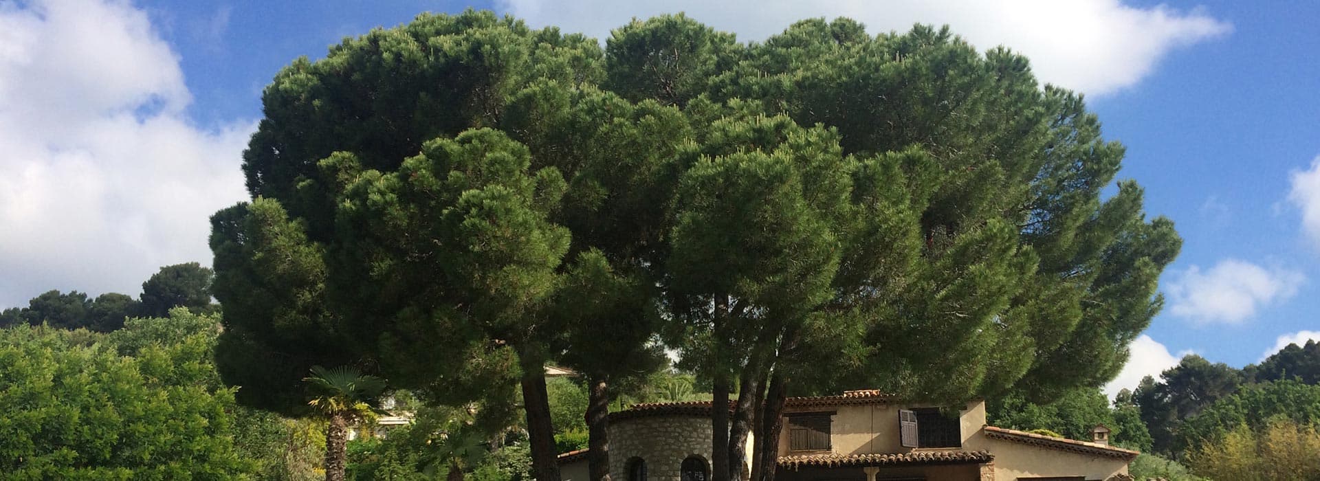 Grand pin parasol dominant une villa de l'arrière-pays azuréen