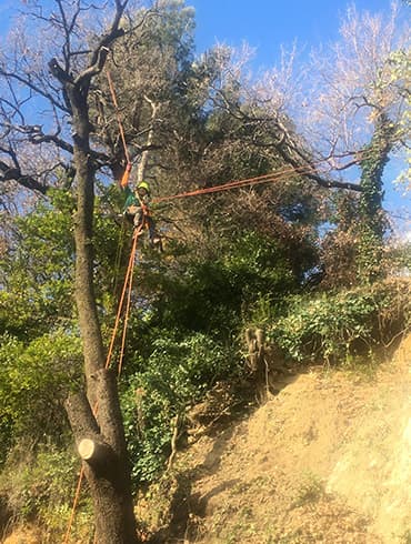 Sécurisation et débroussaillage d'un talus pentu à Grasse par ADE Services